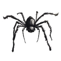 Search Engine Spider